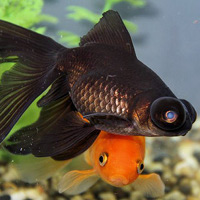 Feng Shui Fish